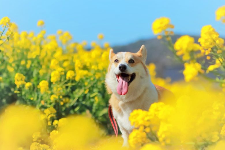 花畑のコーギー犬